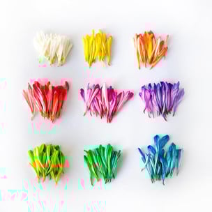 celebrate national colour day - photo by jessica lee via unsplash