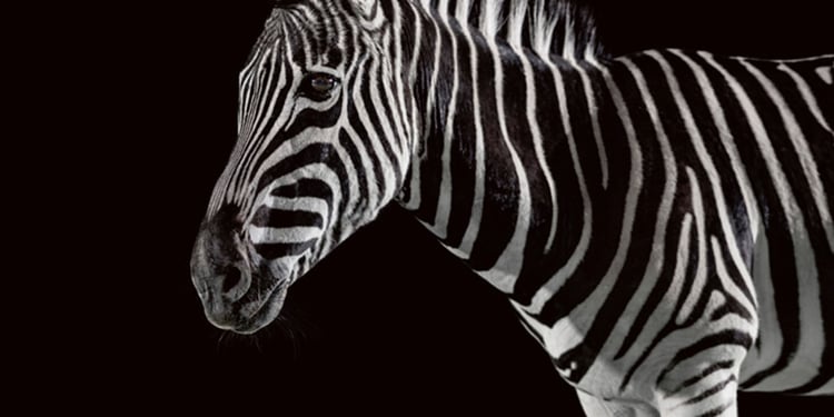 MO-case-study-header-Investec