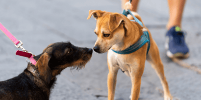 How To Prevent Dog Attacks (practical steps to take)