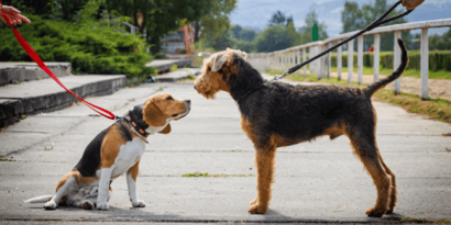 How To Stop Dogs From Fighting Each Other