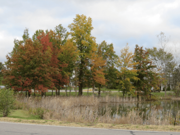 Leaf-Peeping Time is Here