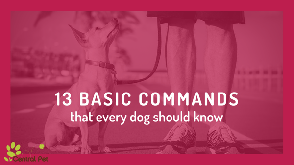 basic commands that every dog needs to know