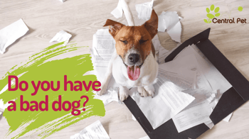 Do you have a bad or restless dog?