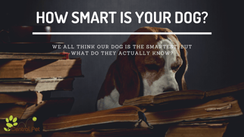 How smart is your dog?
