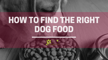 How to find the right dog food for your dog
