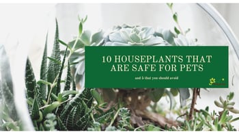 10 houseplants that are safe for your pets