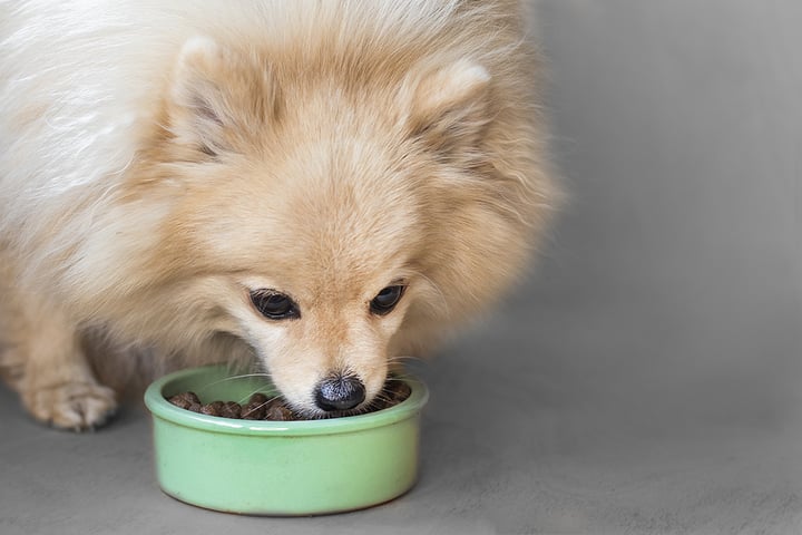 Tips for Using Digestive Enzymes in Dogs