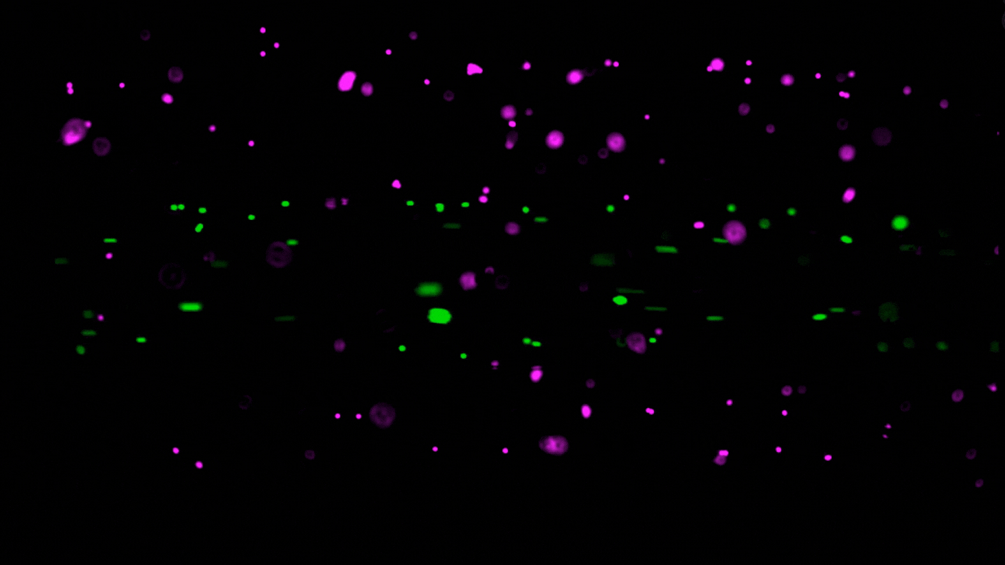Fluorescent microscopy view of a perfusable, bioprinted fibre. It is pink cells on the outside with green cells flowing through the middle.