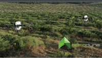 Pest Control at Palm Oil Plantation with Agras Agricultural Drone