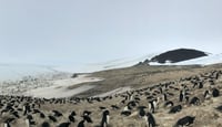 Counting Penguins at the South Pole: The Power of Precision Data