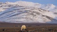 Extreme Flying Conditions in the Harsh Home of Polar Bears