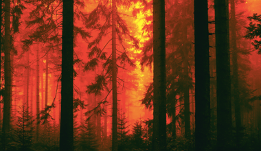 forest fire featured image