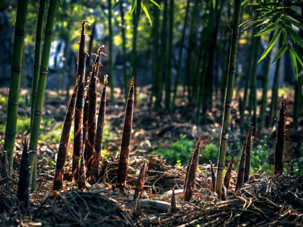 Top 5 Bamboo material environmental benefits