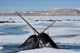 New distribution - Ubuntu 11.04 (Natty Narwhal) New distribution - Ubuntu 11.04 (Natty Narwhal)