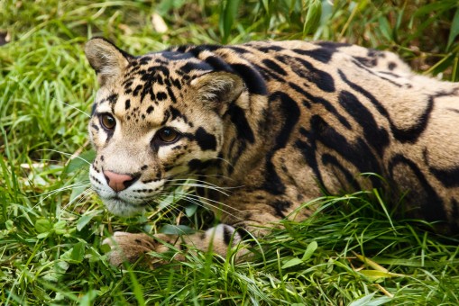Ubuntu Oneiric Ocelot available Ubuntu Oneiric Ocelot available