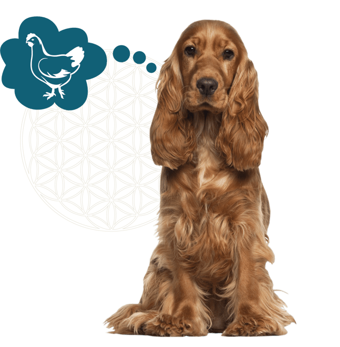 Website afbeelding levensbloem + honden-1