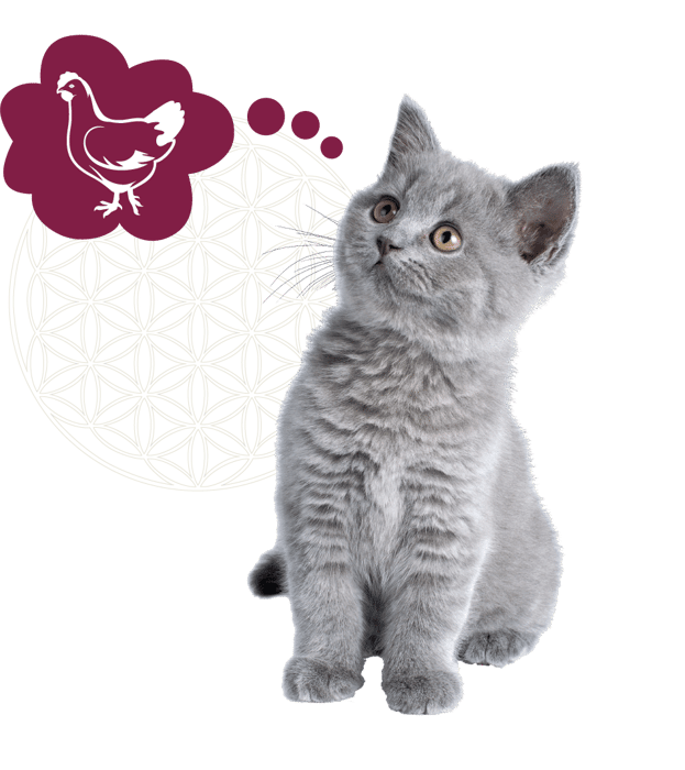 kitten grijs + icoon kip