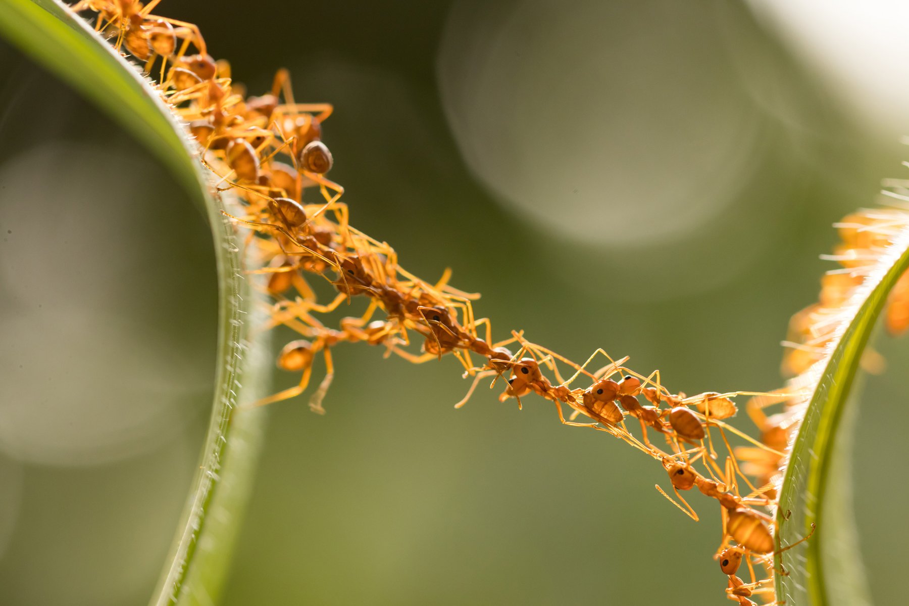ants--large