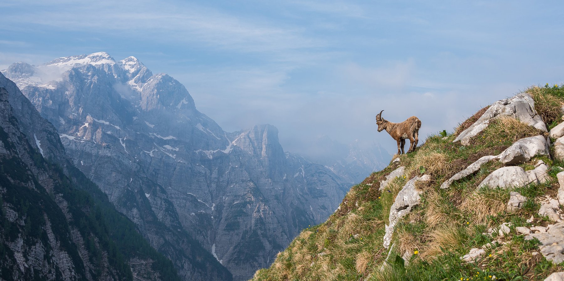 mountain-goat