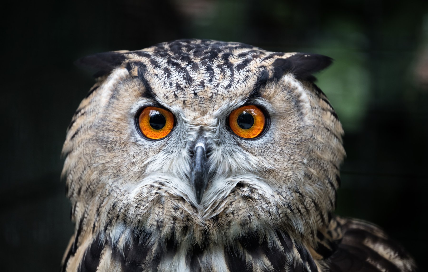 owl--large