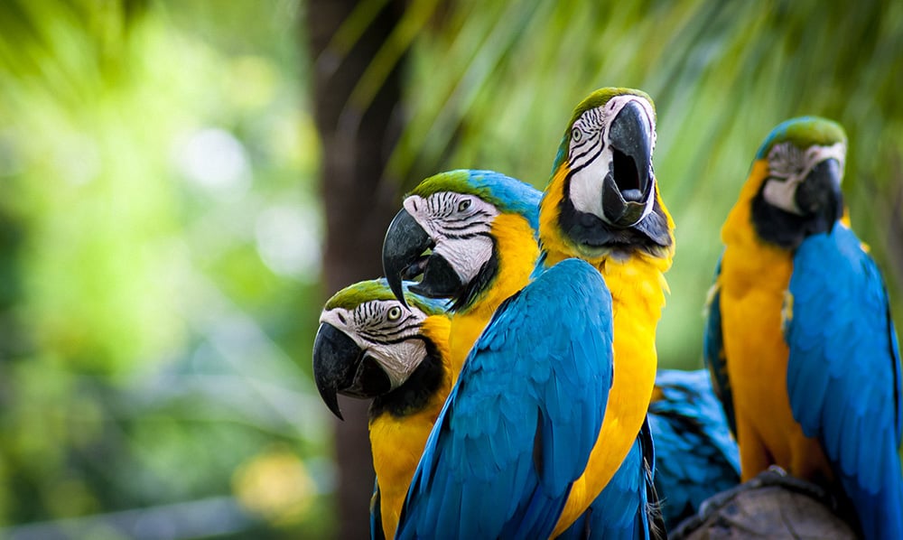 parrots