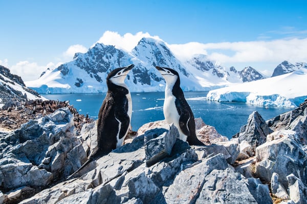 penguin-couple