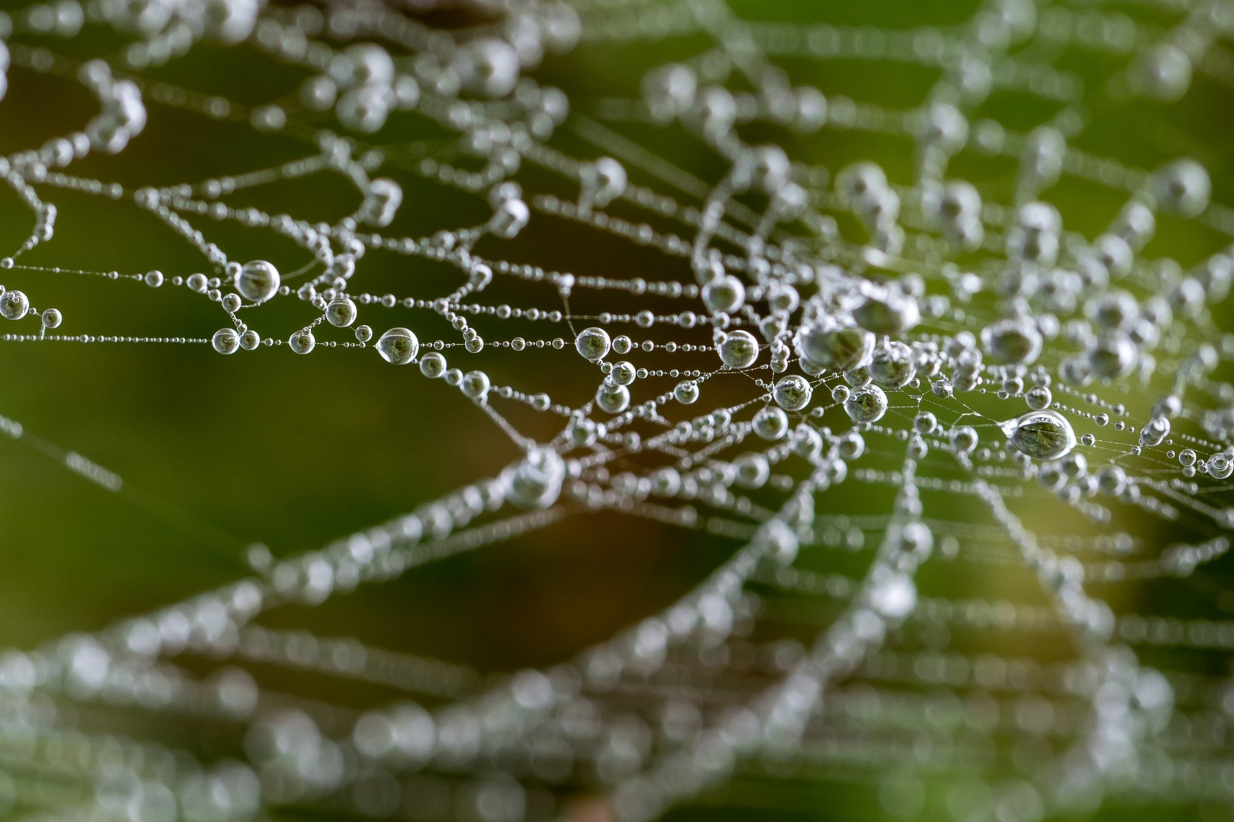spider-web