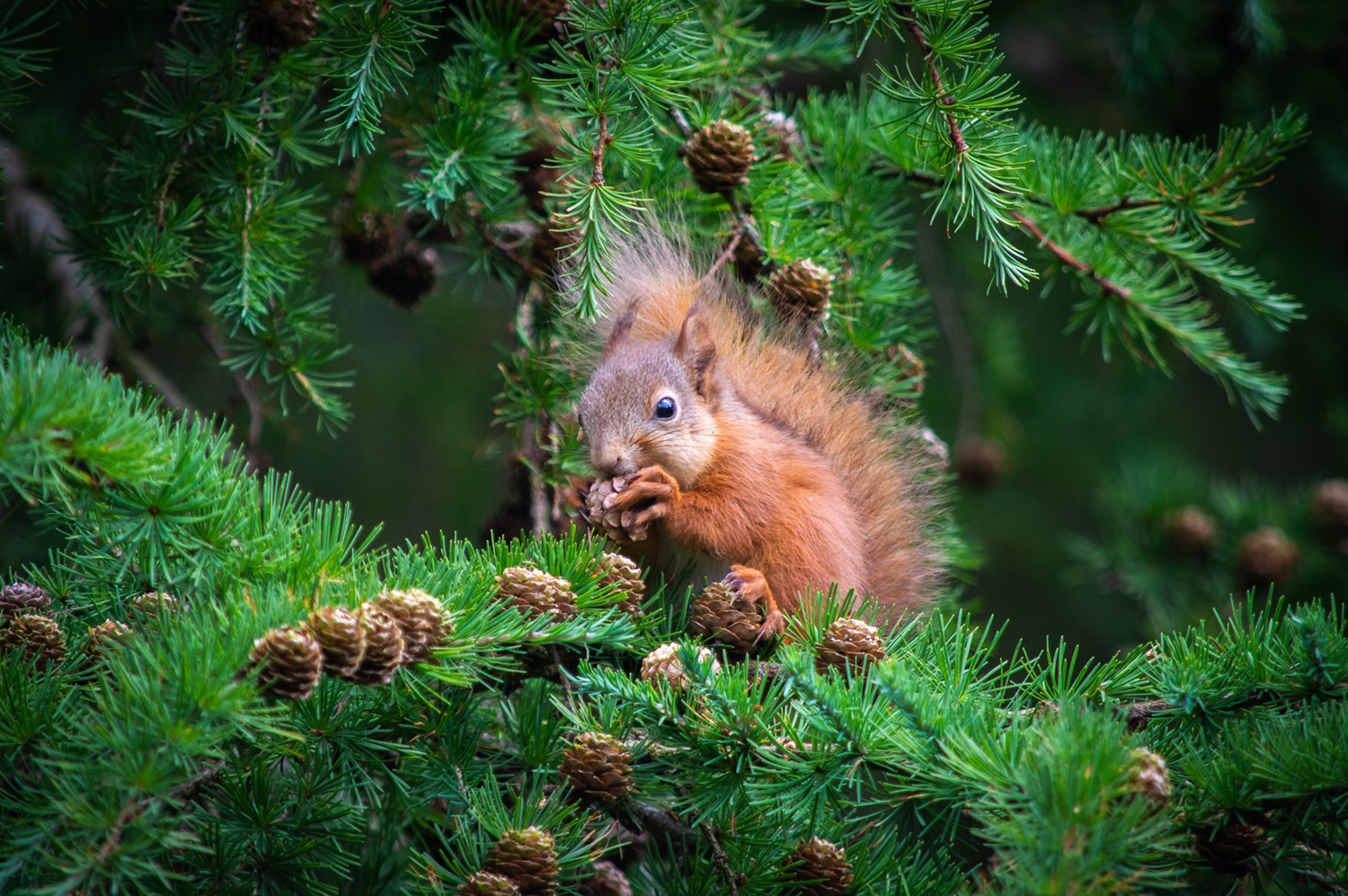 squirel-foraging