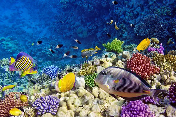 tropical-fish