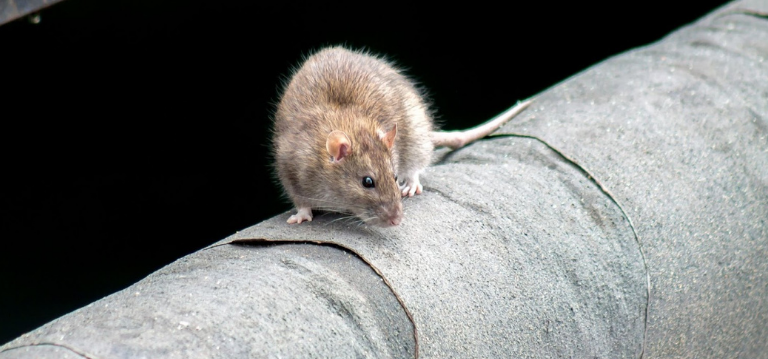 one rat may mean many rats - find out how to control a rodent infestation before it controls you