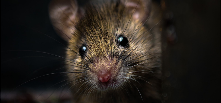 Mice are smaller than rats and can have 7 - 8 litters per year which can result in a serious infestation if not taken care of
