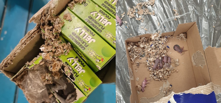 Rodent nesting in food packaging boxes - stop rat and mice infestations by learning how to spot infestation signs