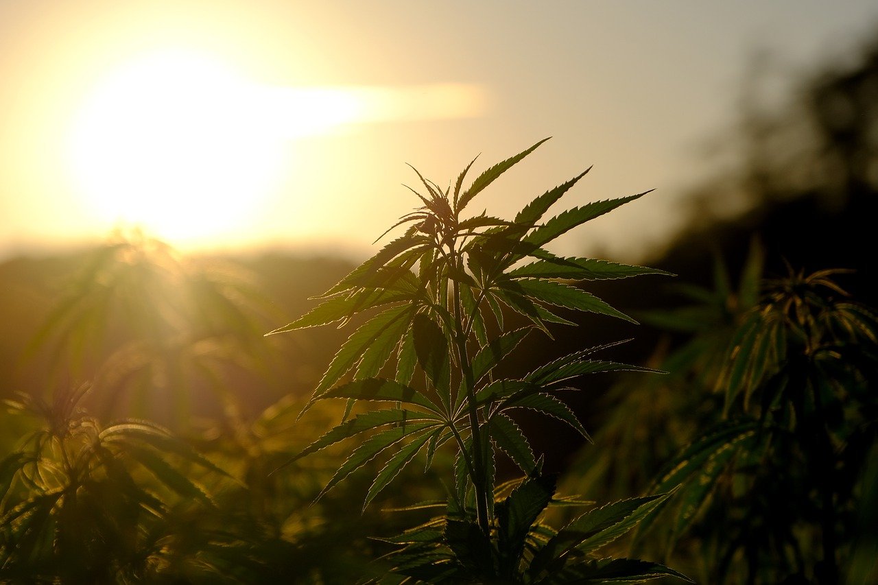 Cannabis Plant Sunset - NickyPe Pixabay