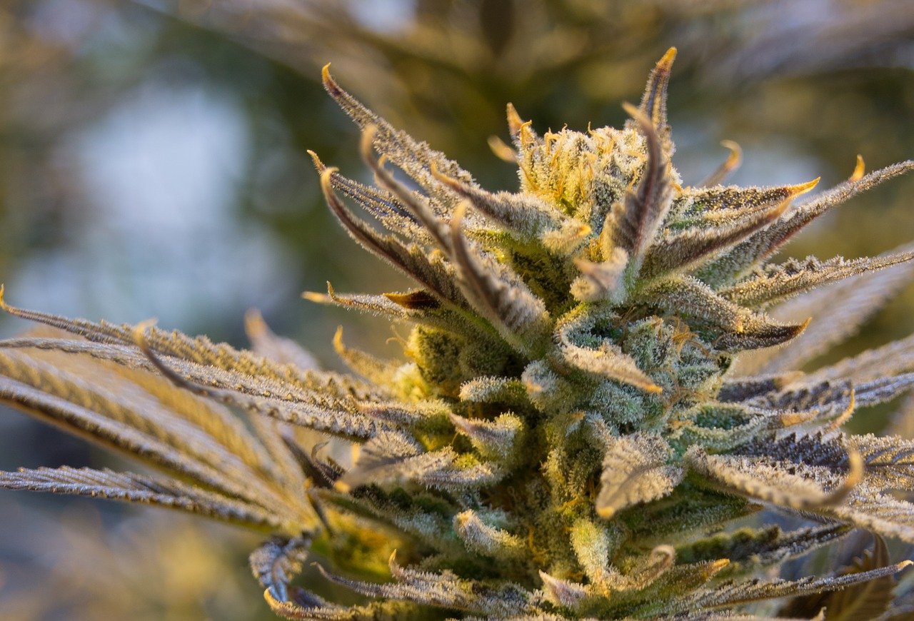 Cannabis Plant with Bud