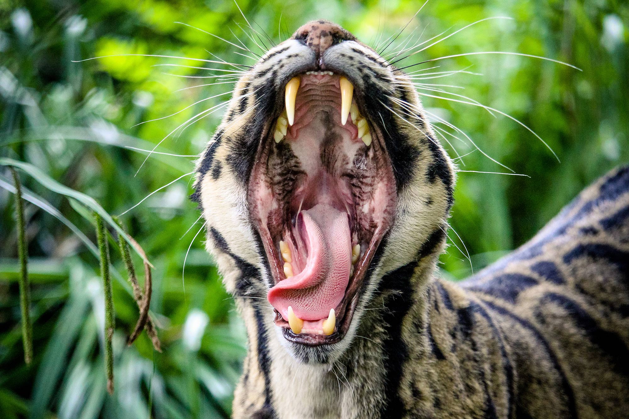 Clouded leopard fangs