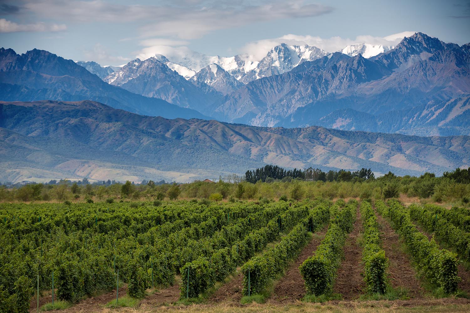 mendoza shutterstock_702606829 1500x1000