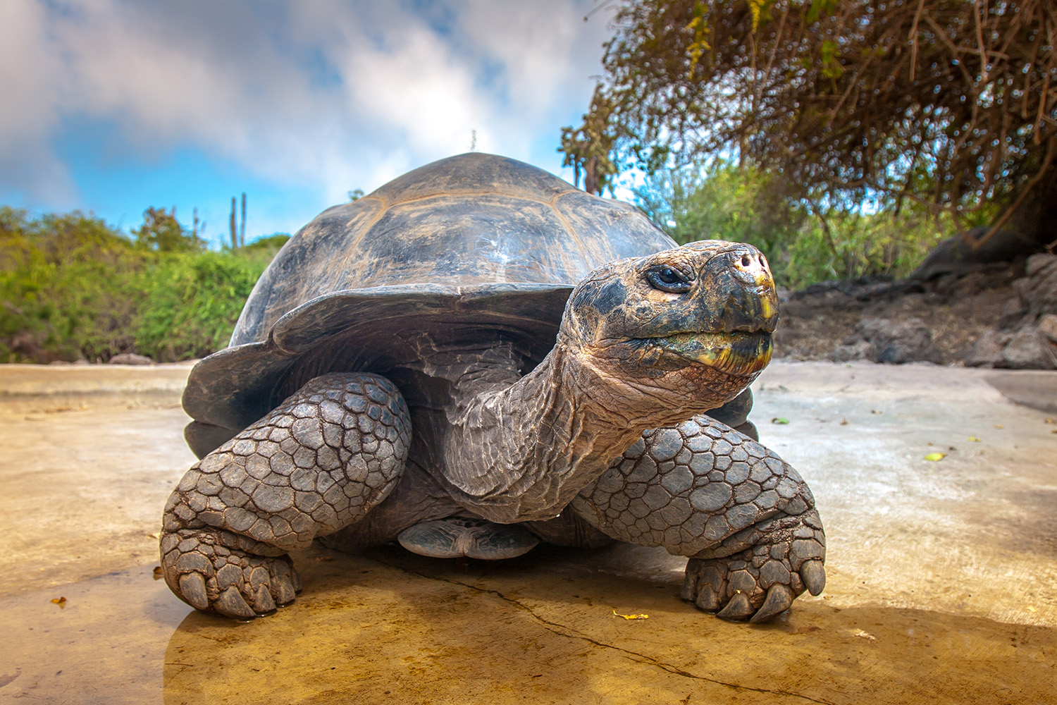 galapagos tortoise shutterstock_682808902 1500x1000