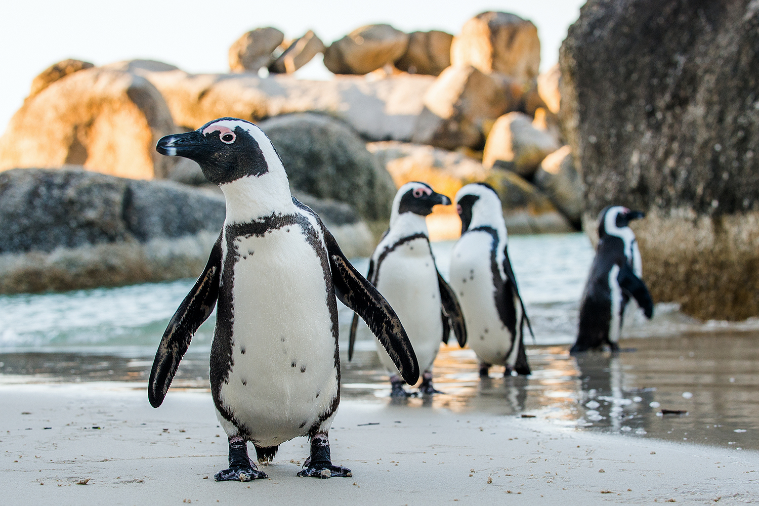cape town penguins shutterstock_536896912 1500x1000