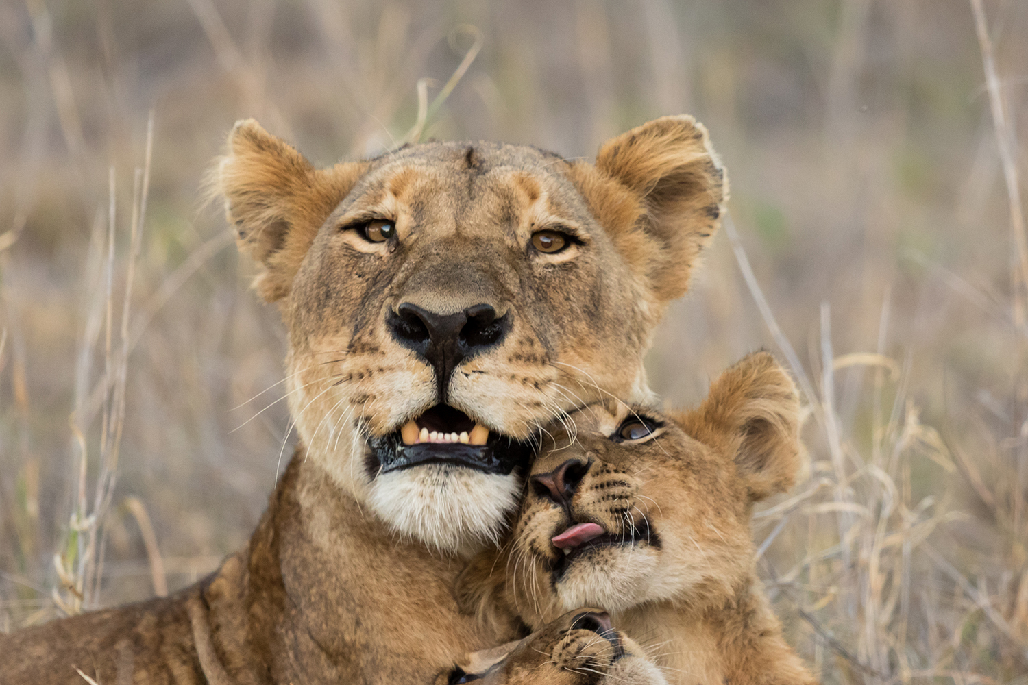lions shutterstock_779092438 1500x1000