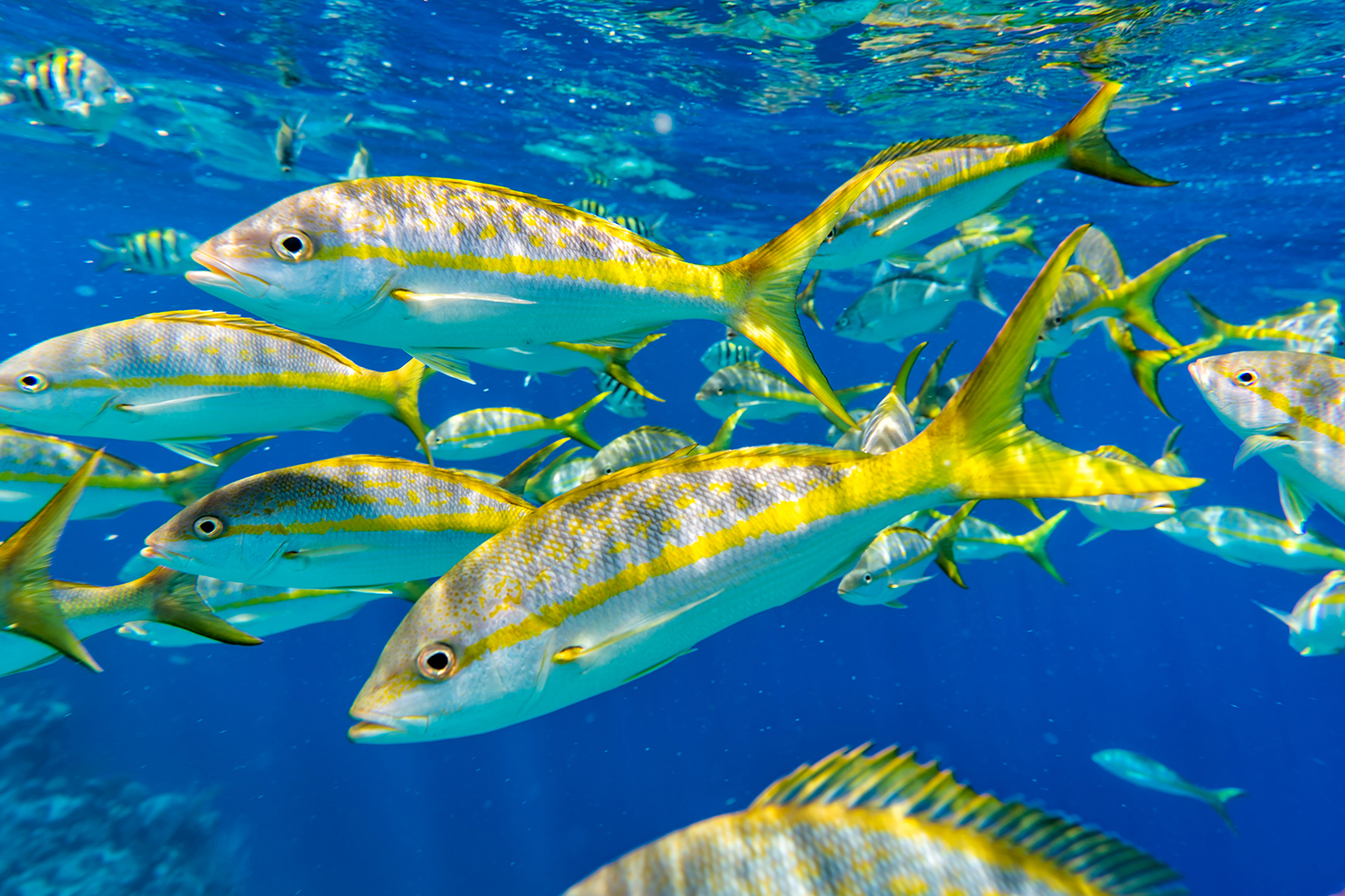 fish snappers caribbean shutterstock_1205596177 1500x1000