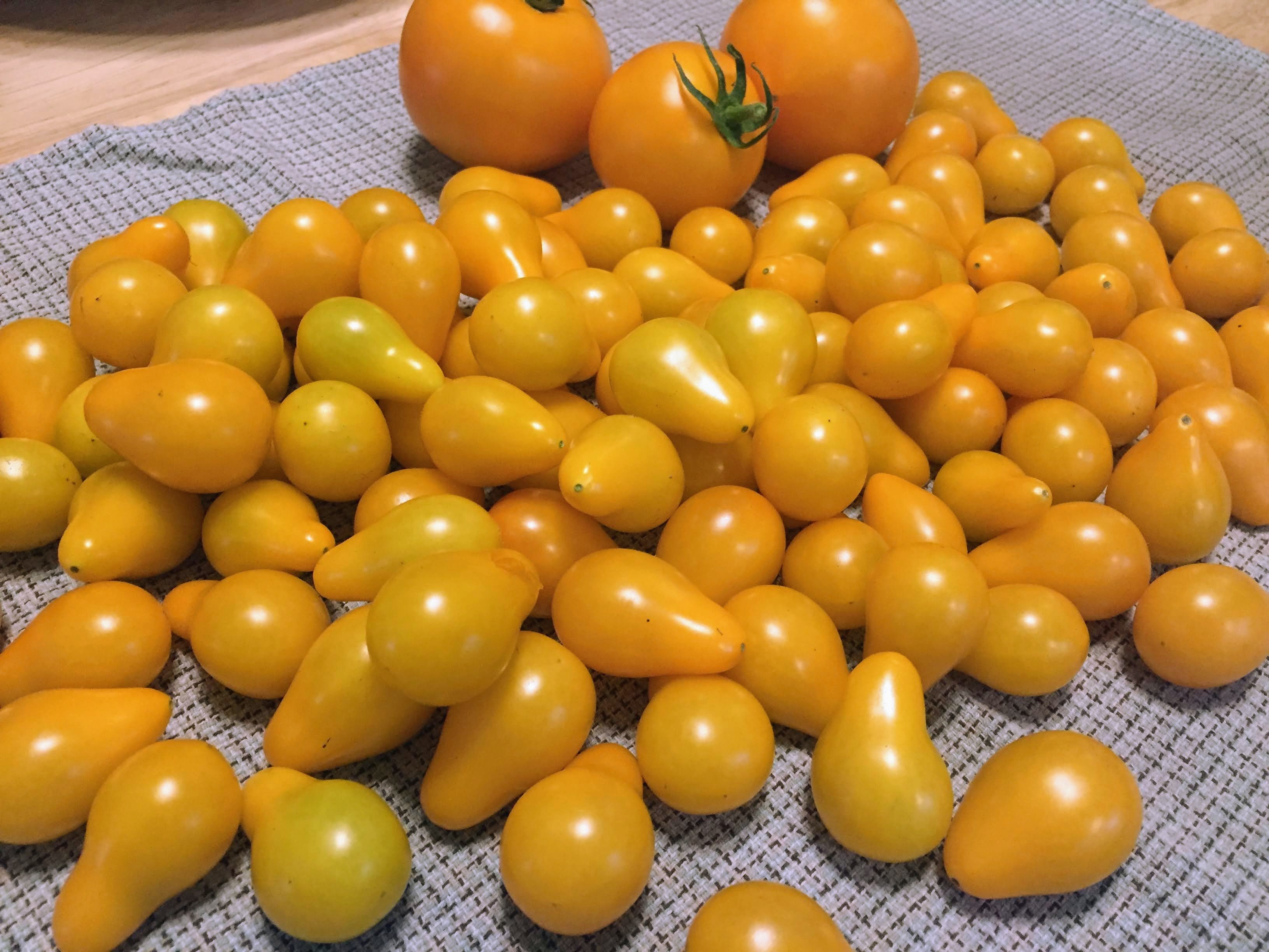 yellow tomato