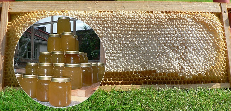 capped-and-extracted-honey