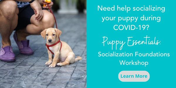 Puppy Shots What Vaccines Your New Pup Needs And When