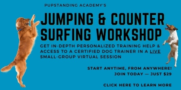 Teaching Your Dog To Stop Jumping