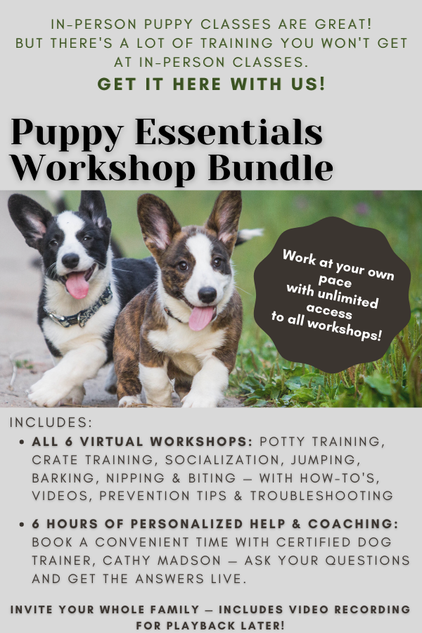 Dog Training In Vancouver