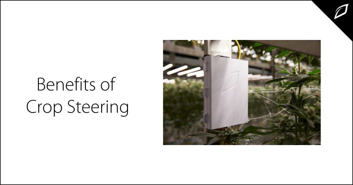 Benefits of Crop Steering | Increase Crop Yield &amp; Cut Costs | Growlink