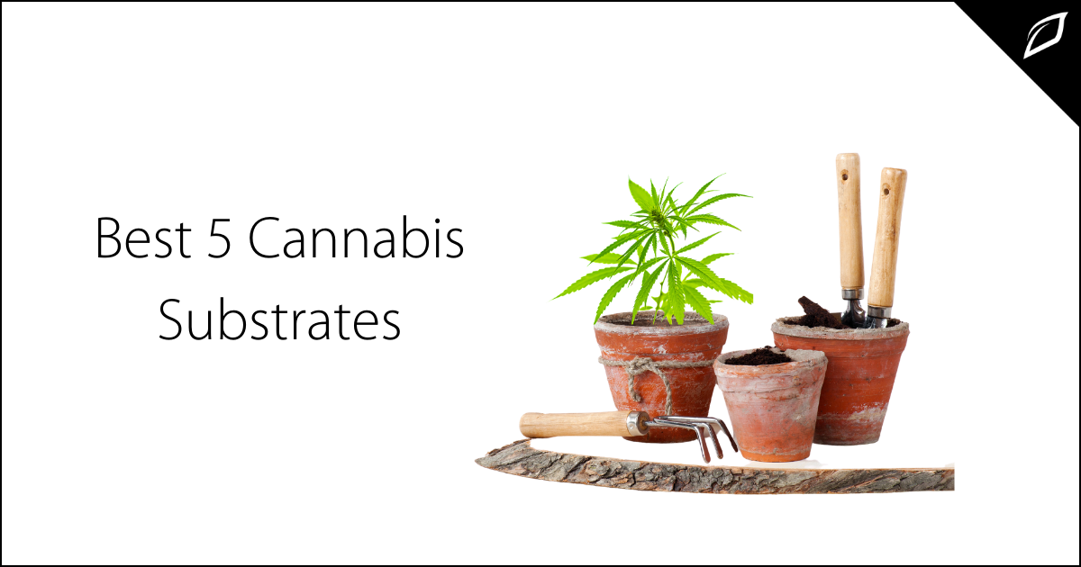 Best 5 Cannabis Substrates