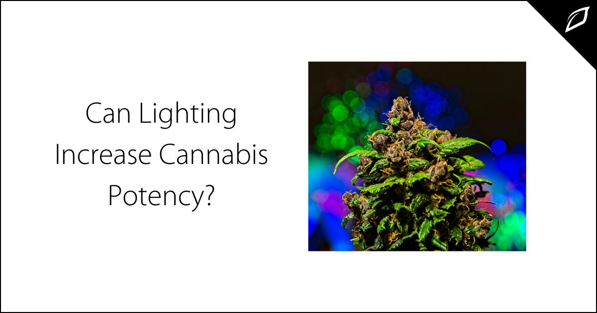 Can Lighting Increase Cannabis Potency?