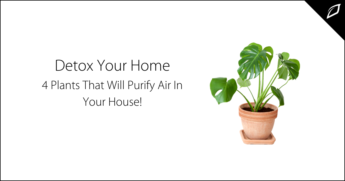 Detox Your Home