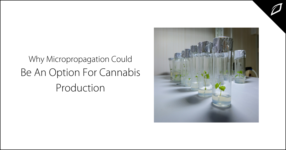 Why Micropropagation Could Soon Be an Option for Cannabis Production